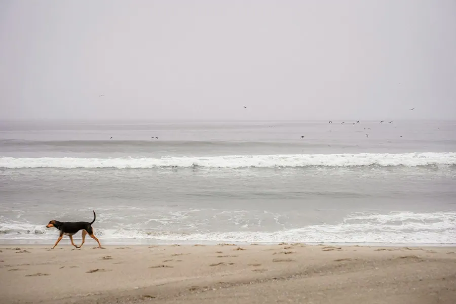 A dog walking beside the sea; an atmospheric photograph taken in Los Angeles