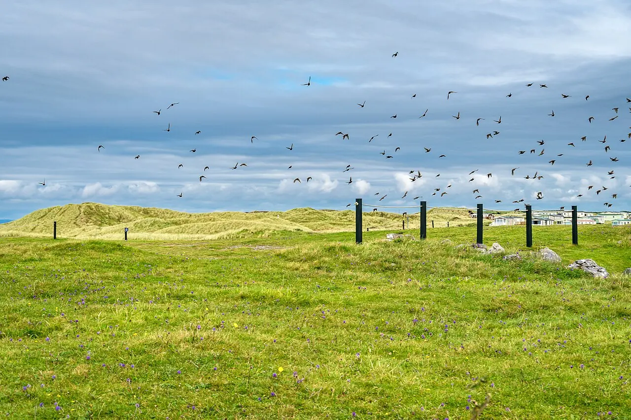 Grass and fencing above Fanore Beach with birds over the water.